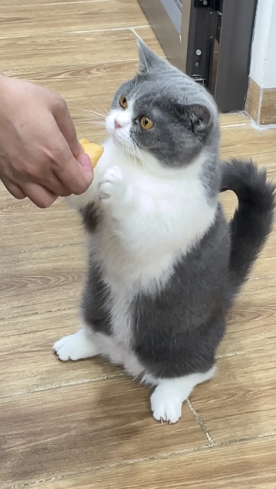 Milo standing up asking for food